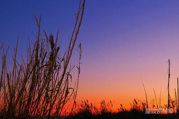 高清摄影 夕阳正落在这片高高的草地上。