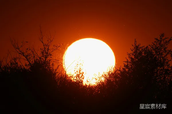 高清摄影 夕阳的余晖映照在暗色树影后。