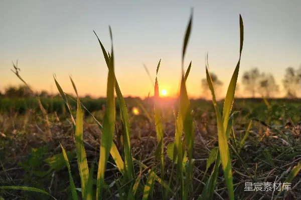 高清摄影 夕阳西下，笼罩着一片草地。