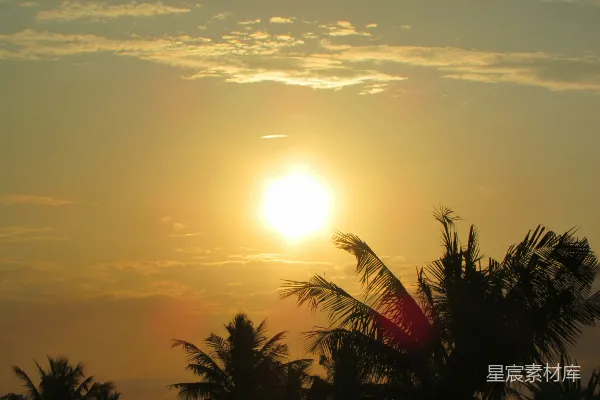 高清摄影 夕阳西下，映照在树梢之上。