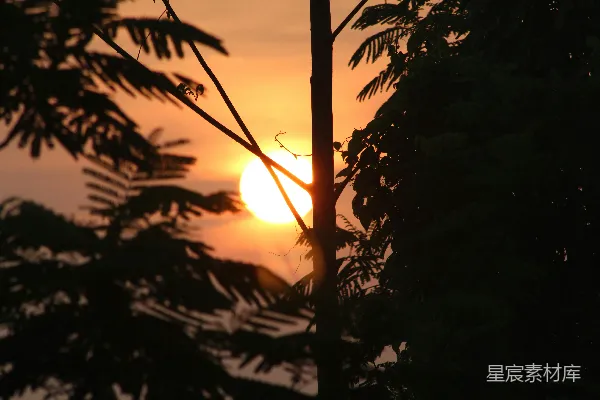 高清摄影 太阳正在树木后面落下。