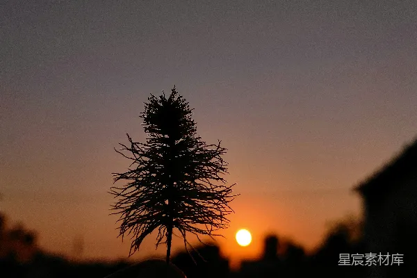 高清摄影 夕阳正投射在松树后面。