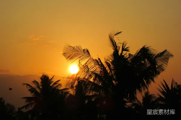 高清摄影 夕阳正在树后落下。