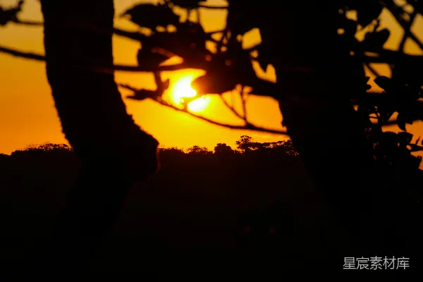 高清摄影 太阳在远处的树后落下。
