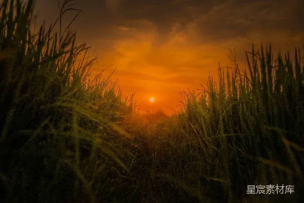 高清摄影 夕阳洒落在一片高草地上。
