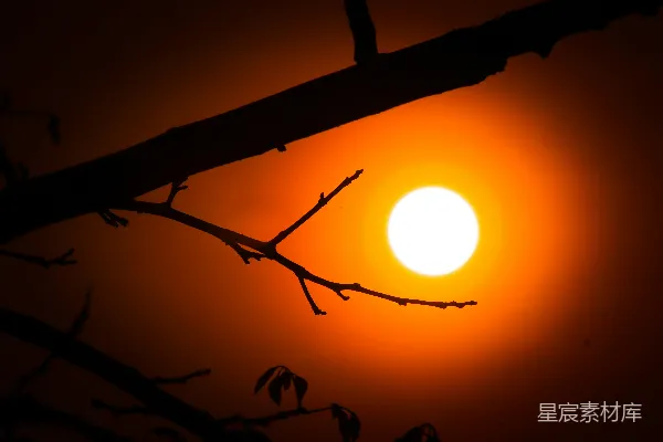 高清摄影 太阳正落在这棵树的树枝后面