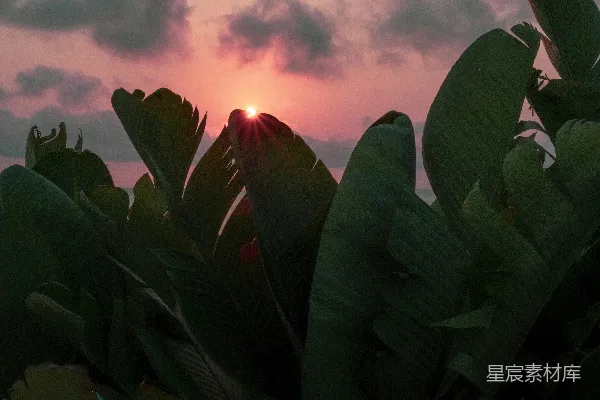 高清摄影 夕阳西下，悬挂在一些绿叶后面。