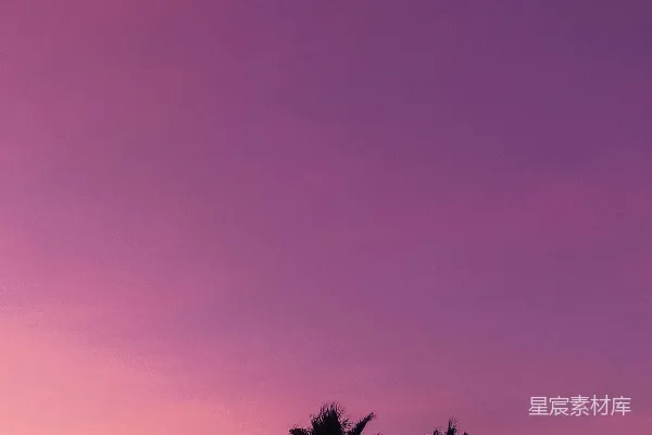 高清摄影 一排棕榈树在粉红色的天空下