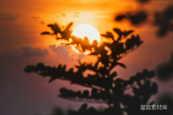 高清摄影 太阳正落在树枝后面。