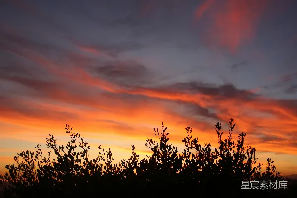 高清摄影 夕阳正照耀着远处的树林。