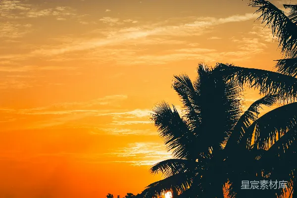 高清摄影 一株棕榈树在夕阳的映衬下剪影般矗立。