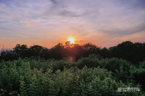 高清摄影 夕阳西下，树木在森林中投下长长的影子。