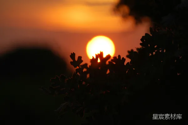 高清摄影 太阳正落下，投射在树枝上。