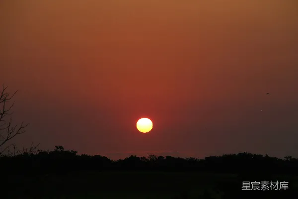 高清摄影 夕阳西下，树木成林。
