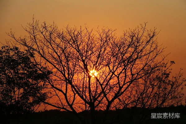 高清摄影 太阳正落在一棵没有叶子的树后面。