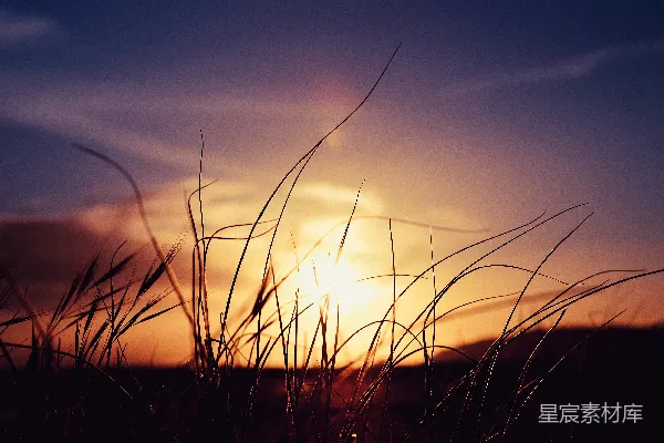 高清摄影 夕阳下草的剪影