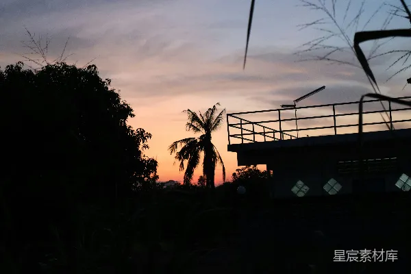 高清摄影 一株棕榈树在夕阳的剪影中显得格外醒目。