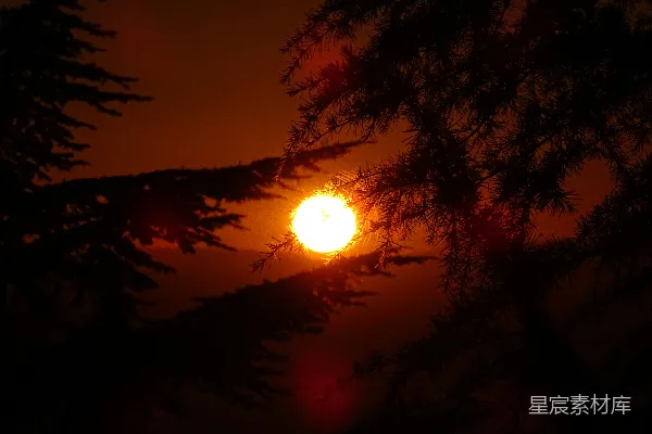 高清摄影 太阳正落在这几棵树后面。