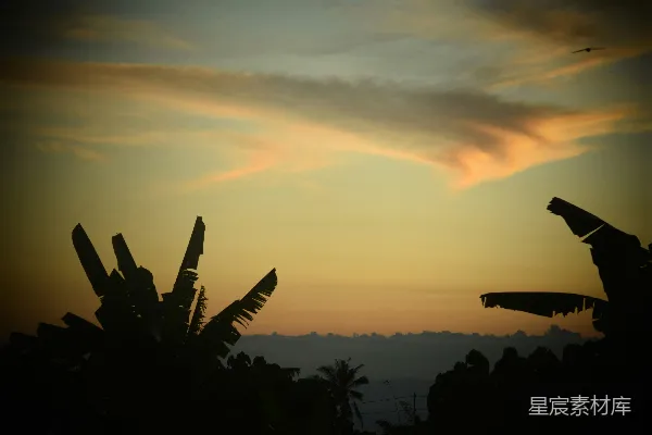 高清摄影 夕阳下天空中飞翔的鸟儿