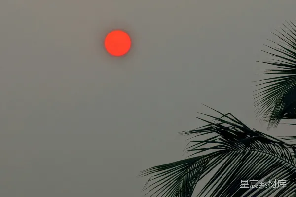 高清摄影 太阳正落在这棵棕榈树的后面