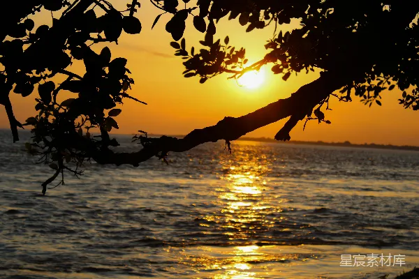 高清摄影 夕阳正在水面上落下，前景中有一根树枝。