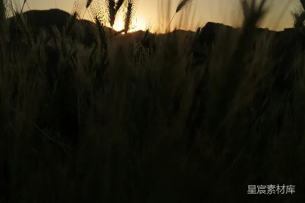 高清摄影 夕阳正在一片高草地上落下。