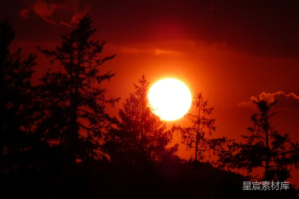 高清摄影 夕阳下的树影