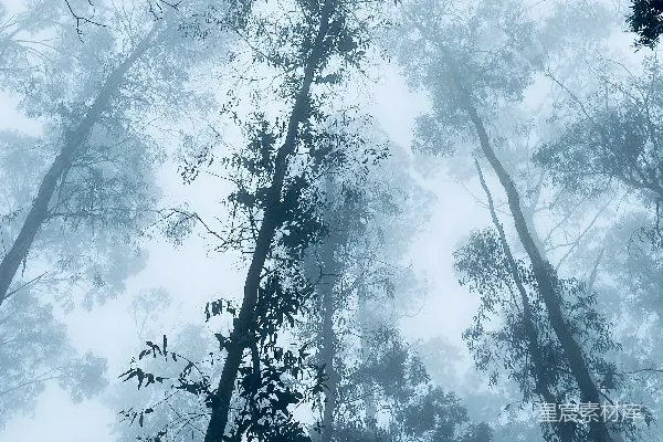高清摄影 一片布满高大树木的森林