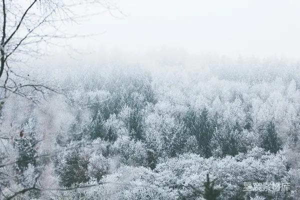 高清摄影 白天被雪覆盖的树木