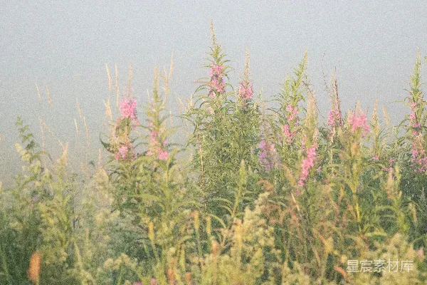 高清摄影 一只鸟飞过一片高草地上空