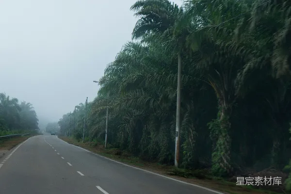 高清摄影 一条道路，两旁有棕榈树。