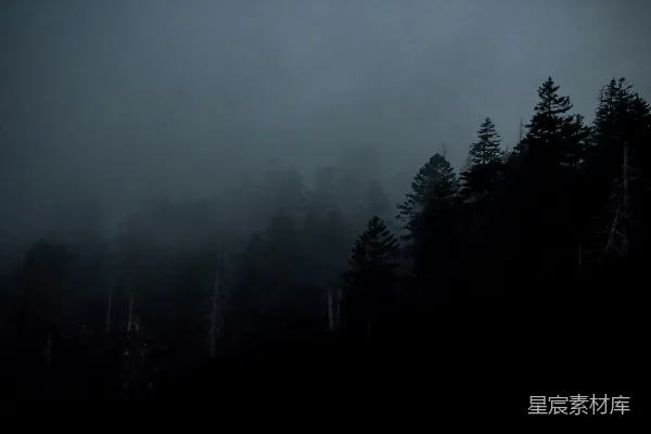 高清摄影 夜晚树木的剪影