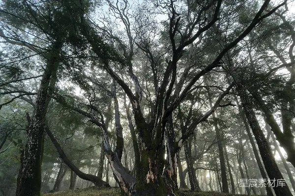 高清摄影 一片森林中的一组树