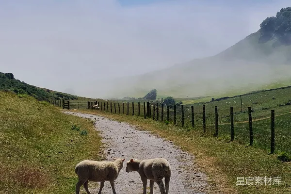 高清摄影 几只羊站在泥土路上