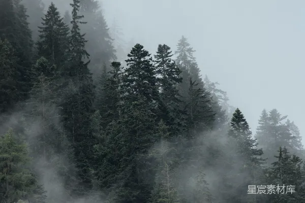 高清摄影 一座被雾笼罩的山，背景中有树木。
