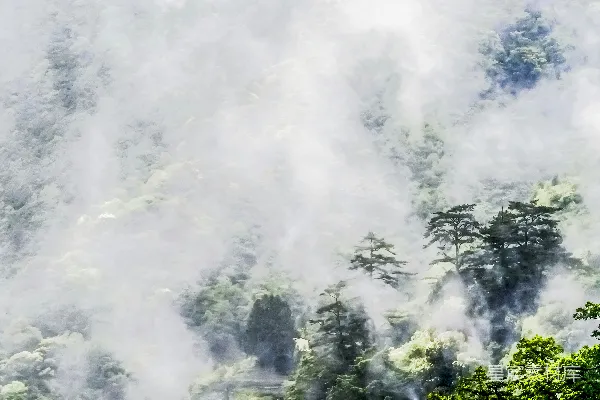 高清摄影 一座覆盖着云雾和树木的山