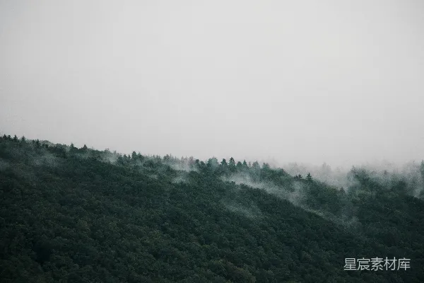高清摄影 被雾气笼罩的绿树