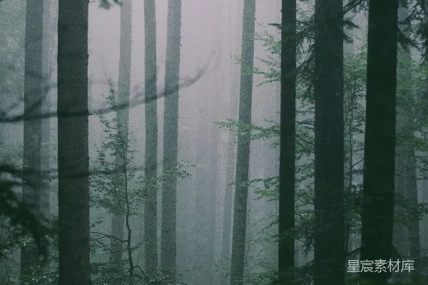 高清摄影 一片森林