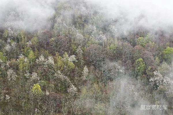 高清摄影 森林航拍