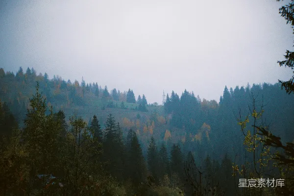高清摄影 一座山丘上的森林，里面有许多树木。