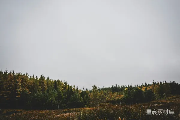 高清摄影 一个布满树木和草地的田野，在阴云密布的天气里。