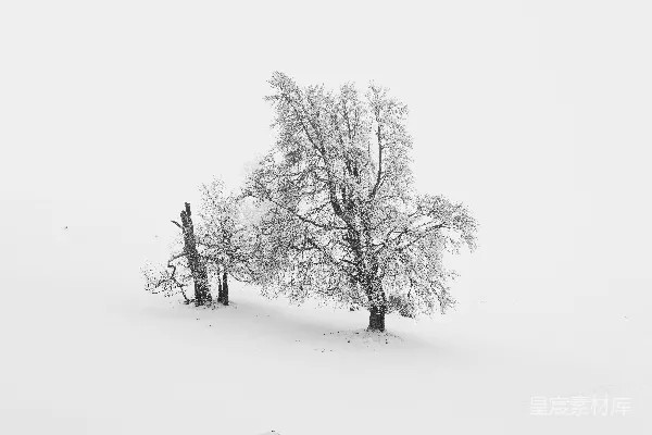 高清摄影 几棵被雪覆盖的树