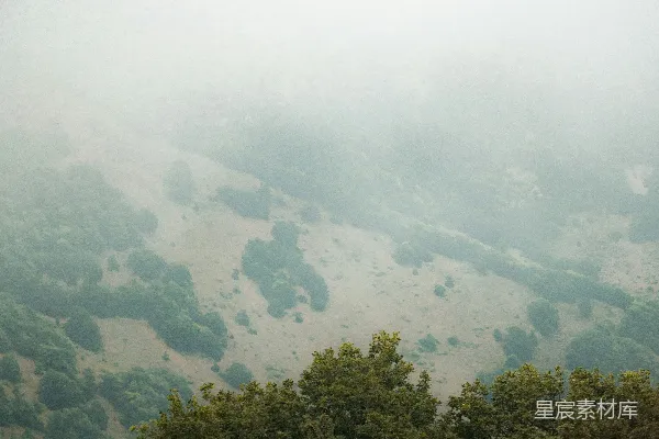 高清摄影 一只羊站在郁郁葱葱的山坡上