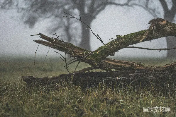 高清摄影 棕色的树枝在绿色的草地上