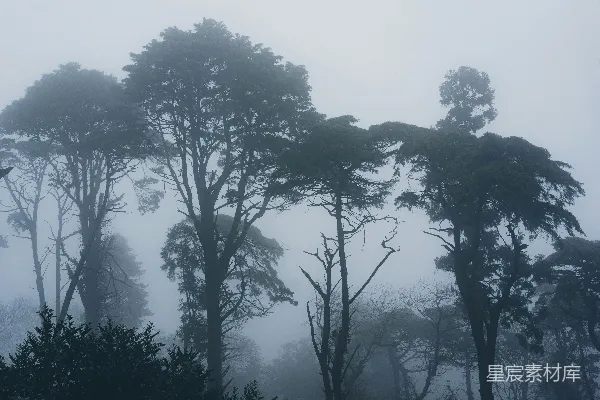 高清摄影 绿叶树