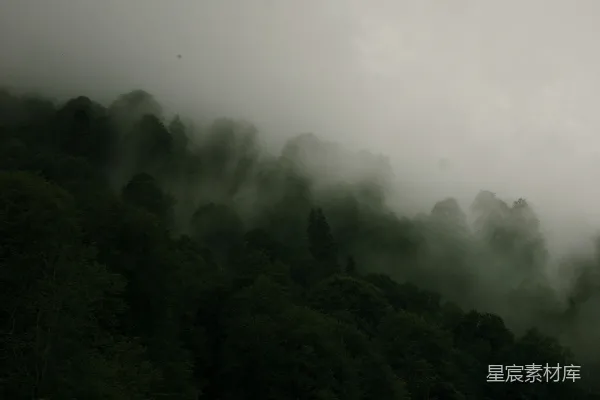 高清摄影 被雾气和树木覆盖的山