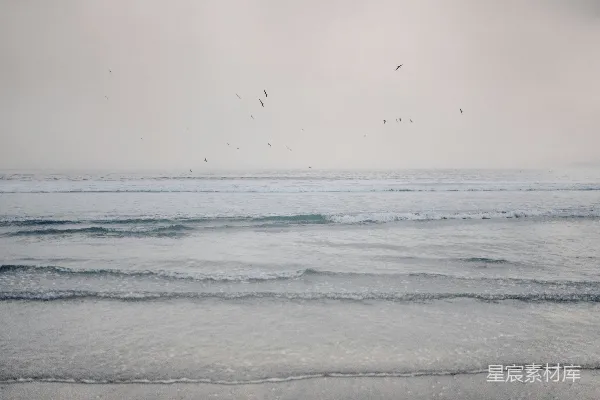 高清摄影 海面上飞翔的鸟
