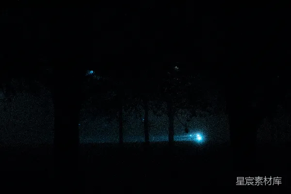 高清摄影 夜晚的一群树木