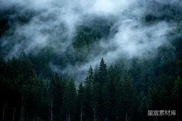 高清摄影 一片树林