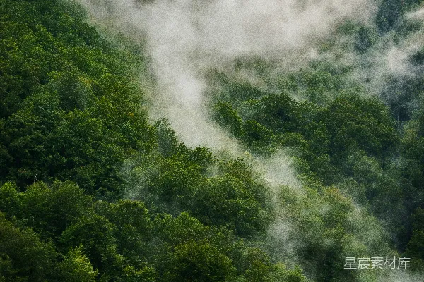 高清摄影 白天山上的绿树